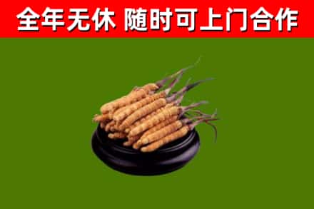 肇庆市回收散虫草