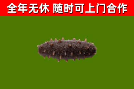 肇庆市回收海参干